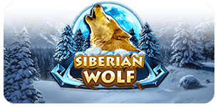 Siberian Wolf